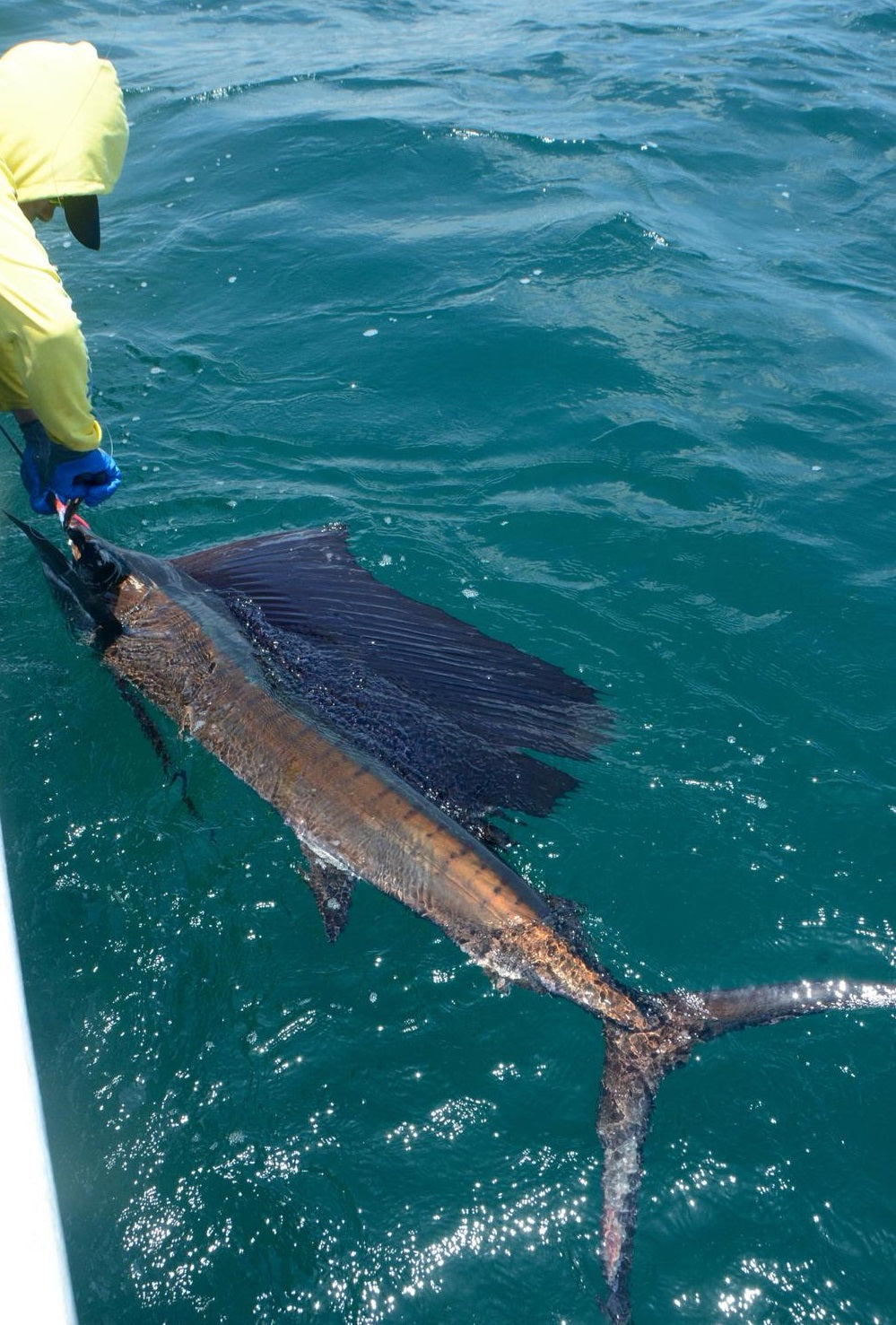 Catch a Sailfish on a Fly Rod !